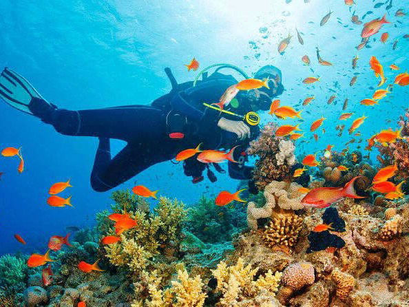 Diving and snorkeling with sharu tours